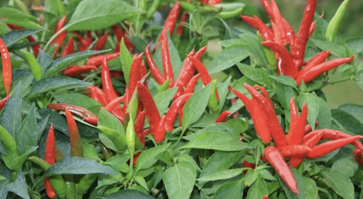 21 Foods That You Probably Didn’t Know Can Boost Your Metabolism