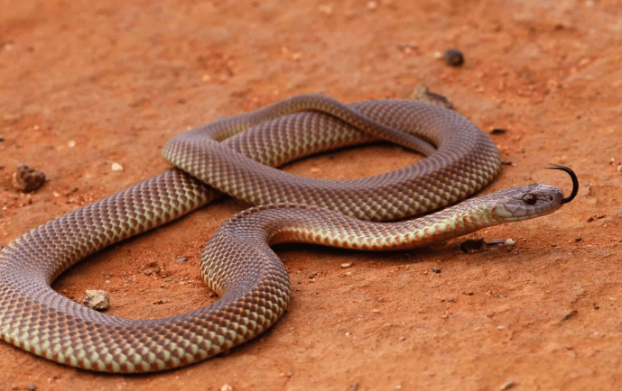 15 Countries With The Most Snakes