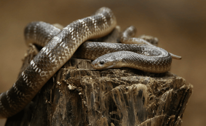 15 Countries With The Most Snakes