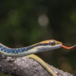 15 Countries With The Most Snakes