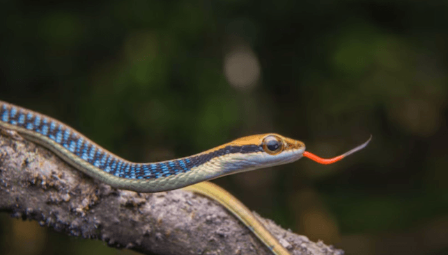 15 Countries With The Most Snakes